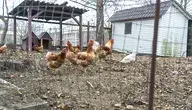 Nagle okazało się, że tego typu małe, ekologiczne kurze hodowle są... złe dla planety