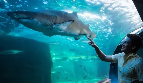 Rekin w oceanarium i mężczyzna, który cieszy się, że go widzi