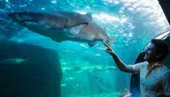 Rekin w oceanarium i mężczyzna, który cieszy się, że go widzi