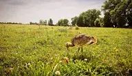Drop (fot. Polski Związek Łowiecki)