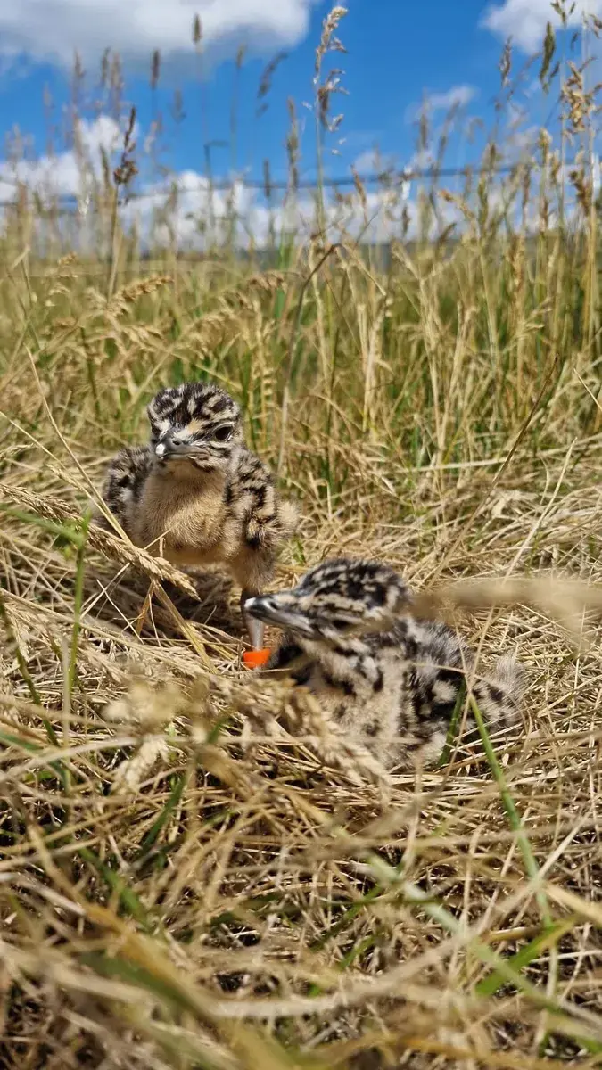 Drop (fot. Polski Związek Łowiecki)