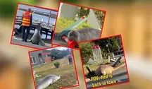 Władze Tasmanii ostrzegają, że populrność słonia morskiego o imieniu Neil the Seal może skończyć się dla niego tragicznie