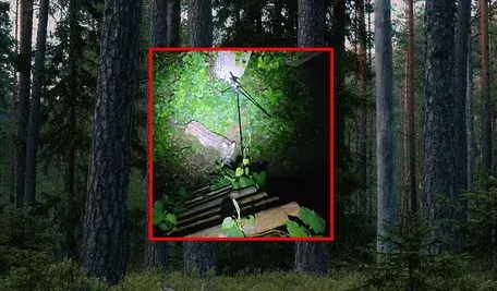 W woj. zachodniopomorskim zauważono w lesie pumę