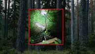 W woj. zachodniopomorskim zauważono w lesie pumę