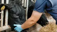 Weterynarz bada krowę
