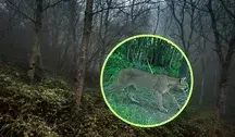 Puma na tle drzew