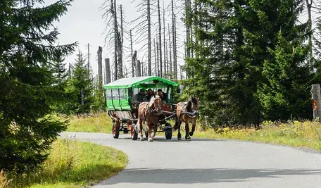 Konie wiozące turystów do Morskiego Oka
