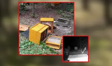 Fotopułapka zarejestrowała, że w leśnictwie Polesie ule niszczy niedźwiedź