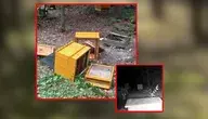 Fotopułapka zarejestrowała, że w leśnictwie Polesie ule niszczy niedźwiedź