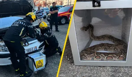Strażacy wyciągają boa dusiciela spod maski samochodu w Colomiers we Francji