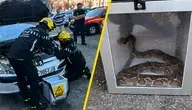 Strażacy wyciągają boa dusiciela spod maski samochodu w Colomiers we Francji