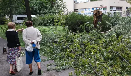 Połamane drzewa na osiedlu Piaski na warszawskich Bielanach