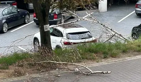 Wiatr łamie drzewa jak zapałki — Warszawa zamyka ogrody i zoo