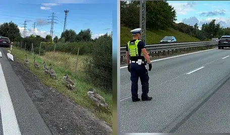 Łabędzie na Obwodnicy Trójmiasta 
