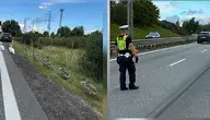 Łabędzie na Obwodnicy Trójmiasta 