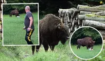 Atak żubra na mężczyznę