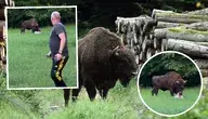 Atak żubra na mężczyznę
