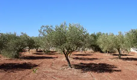 ulleo-olive-trees-2660028
