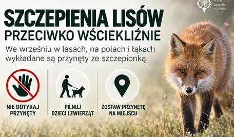 Szczepienia lisów w polskich lasach (