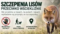 Szczepienia lisów w polskich lasach (