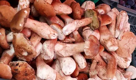 Kilkadziesiąt kilogramów zdrowych prawdziwków to marzenie każdego grzybiarza, ale nie w... Szwajcarii. Tam przepisy dużo niżej zawieszają poprzeczkę