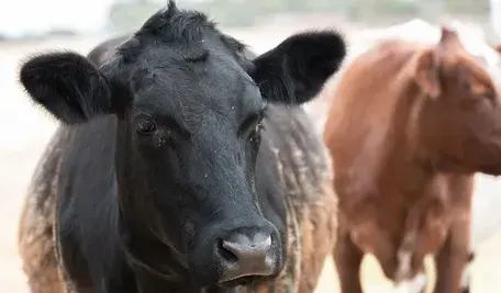 krowa na pastwisku