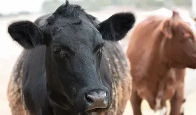 krowa na pastwisku