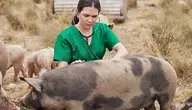 weterynarz bada świnię