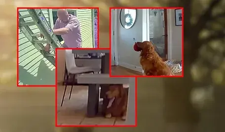 W San Diego golden retriever przywitał włamywacza, przynosząc mu zabawki