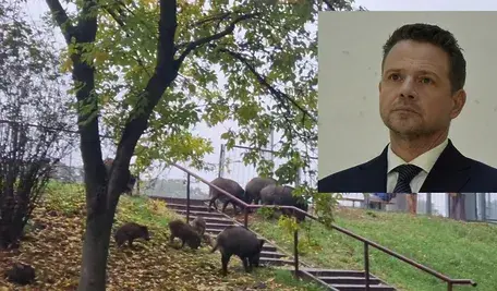 Dziki w pobliżu redakcji portalu wPolityce.pl/Rafał Trzaskowski