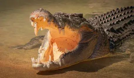 storme22k-crocodile-9846352_1920