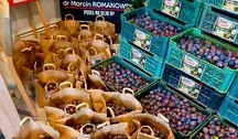 Biuro posła Marcina Romanowski stało się dziś jedną wielką śliwkową spiżarnią