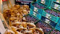 Biuro posła Marcina Romanowski stało się dziś jedną wielką śliwkową spiżarnią