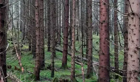 W gminie Raszyn dzieci uczą się w lesie, bo urząd stwierdził, że szkoła jest niezgodna z planem zagospodarowania przestrzennego