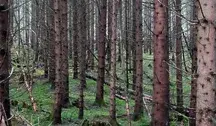 W gminie Raszyn dzieci uczą się w lesie, bo urząd stwierdził, że szkoła jest niezgodna z planem zagospodarowania przestrzennego