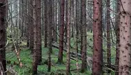 W gminie Raszyn dzieci uczą się w lesie, bo urząd stwierdził, że szkoła jest niezgodna z planem zagospodarowania przestrzennego