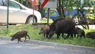 Problem dzików w miastach doprowadzi w końcu do tragedii. Dziś było już bardzo blisko